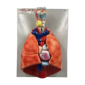 Paul Scientific Works Multicolor PVC Human Lungs Model with Heart Anatomical Model PS8