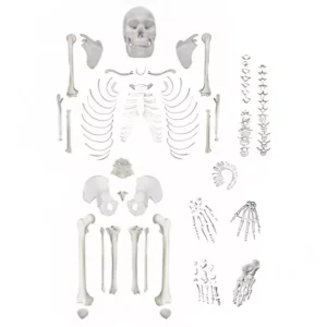 A-ONE SCIENCE Life Size White PVC Disarticulated Skeleton AOSBM06