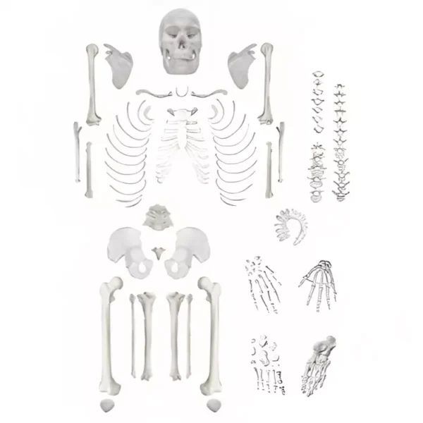 A-ONE SCIENCE Life Size White PVC Disarticulated Skeleton AOSBM06