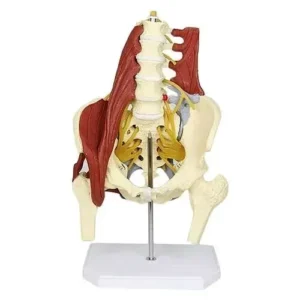 A-ONE SCIENCE Multicolor PVC Lumbar Spine Bone Model With Muscles AOSBM31