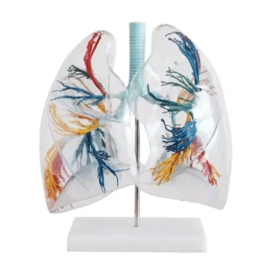 A-ONE SCIENCE Multicolor PVC Transperant Lung Segment Model AOSBM93