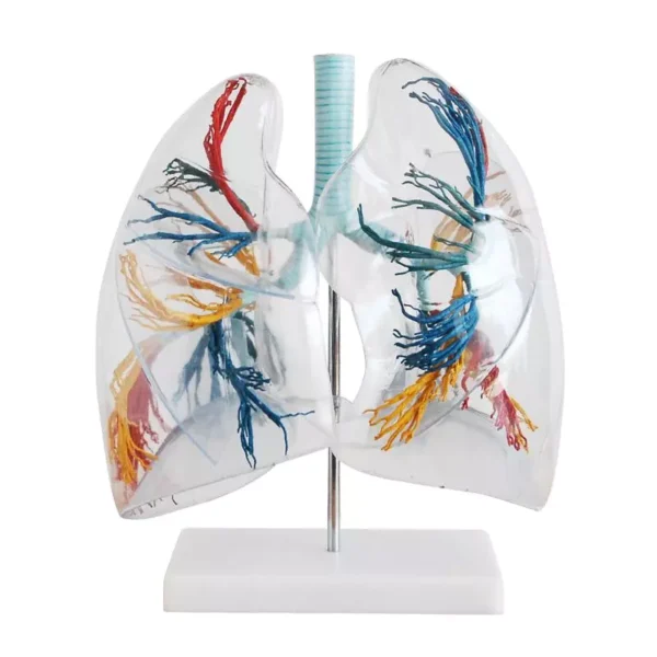 A-ONE SCIENCE Multicolor PVC Transperant Lung Segment Model AOSBM93