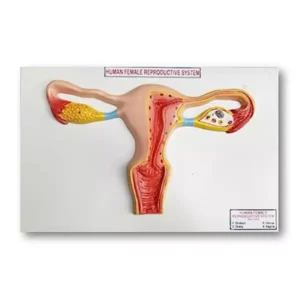 Paul Scientific Works Life Size Multicolor PVC Female Reproductive System Model PS5
