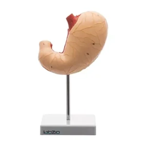 Paul Scientific Works Multicolor PVC Anatomical 2 Parts Dissectable Stomach Model KH049