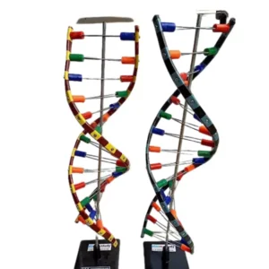 Paul Scientific Works Multicolor PVC DNA and RNA Model PS12 (Pack of 2 Pcs)
