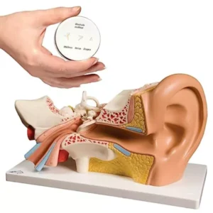 Paul Scientific Works 5 x Life Size Multicolor PVC Outer Middle Inner Ear Model KHA044