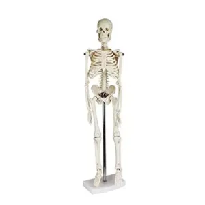 Dua Export Human Skeleton 40cm