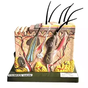 Paul Scientific Works Human Anatomy Skin Block Model Perfect Science teaching aid