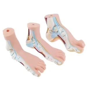 A-ONE SCIENCE Multicolor PVC Foot Anatomy Model AOSBM53 Pack of 3 Pcs