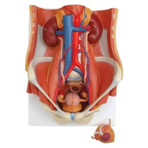 A-ONE SCIENCE Multicolor PVC Human Excretory System Model AOSBM109