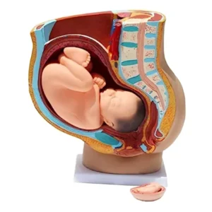 A-ONE SCIENCE Multicolor PVC Pregnant Female Pelvis Section Model AOSBM126