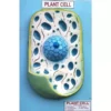 Paul Scientific Works Multicolor PVC Plant Cell Model for Teaching Purpose PS10