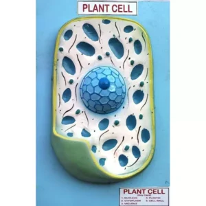 Paul Scientific Works Multicolor PVC Plant Cell Model for Teaching Purpose PS10