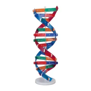 Paul Scientific Works Multicolor PVC Human DNA Model 3D PS16