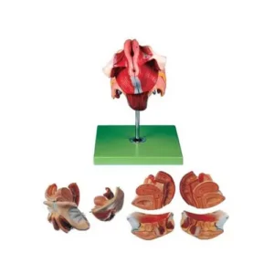 A-ONE SCIENCE Multicolor PVC Female Genital Organs Model AOSBM100