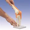 Knee Joint Model
