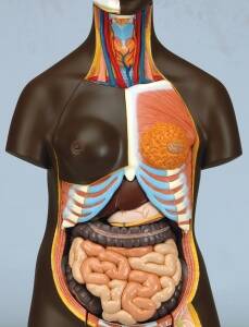 African Torso Model  24 Part - Superior