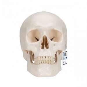 Classic Skull, 3-Part