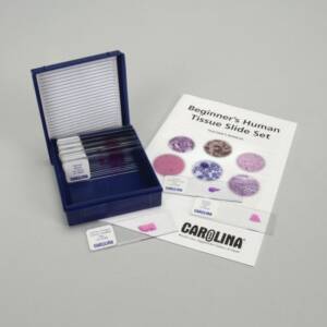 Beginner's Human Tissue Microscope Slide Set (15 Set)