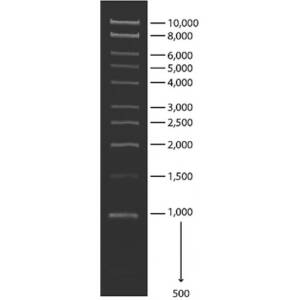 1 Kb DNA Ladder