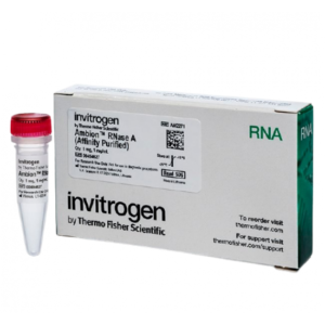 Ambion? RNase A, affinity purified, 1 mg/mL , 1 MG