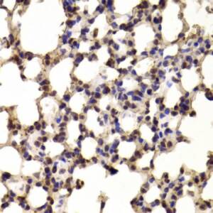 Class E Basic Helix-Loop-Helix Protein 40 (BHLHE40) Antibody, 50 ?l