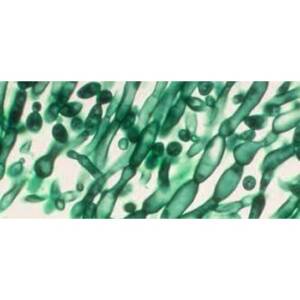 Candida albicans (Robin) Berkhout (ATCC? 10231?)
