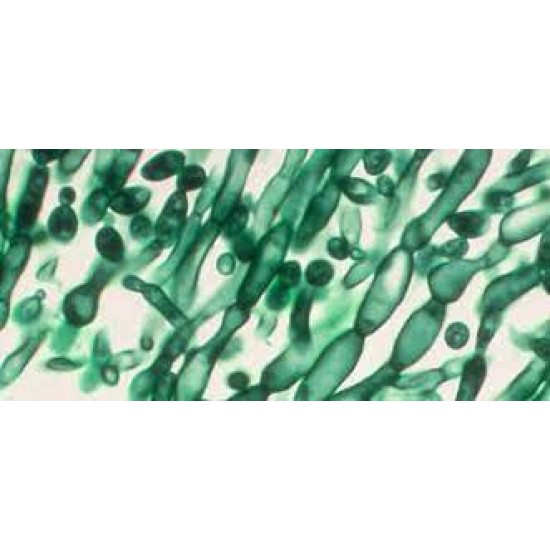 Candida albicans (Robin) Berkhout (ATCC? 10231?)