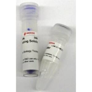 DNA Ladder 1 Kb