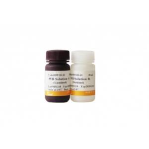 EasySee Western Blot Kit, 100 ML