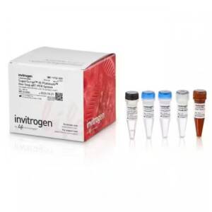 One-Step qRT-PCR Ki