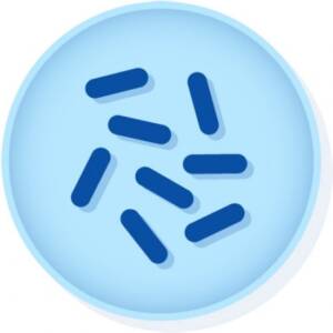 Bacillus subtilis subsp. spizizenii derived from ATCC