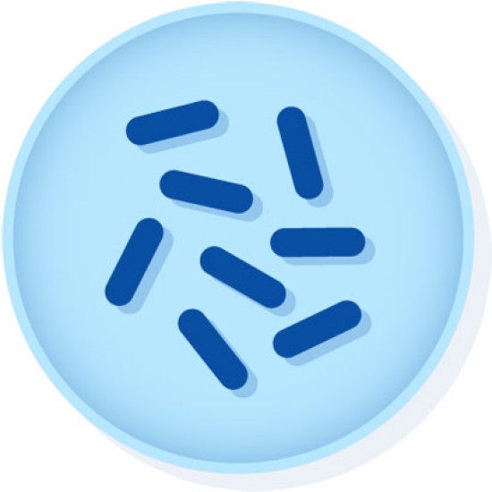 Bacillus subtilis subsp. spizizenii derived from ATCC