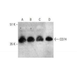 CD74 (By2)