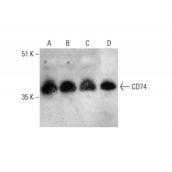 CD74 (By2)