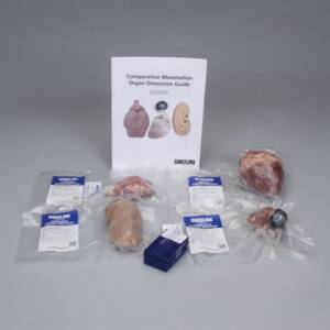 COMP MAMMALIAN ORGAN DISSECTION