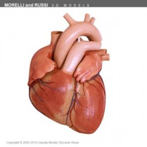 Model Human Heart