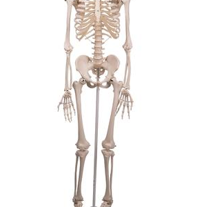 SKELETON STAN, 5 foot roller stand
