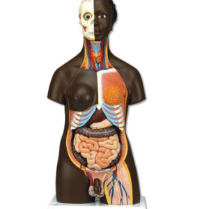 TORSO, african, dual sex,  24 parts