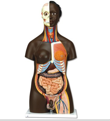 TORSO, african, dual sex, 24 parts