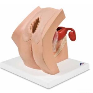 PELVIC TRAINER, IUD insertion, (3B-P53)