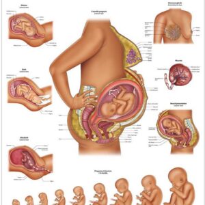 POSTER, PREGANCY AND BIRTH ANATOMY, 50 X 65cm