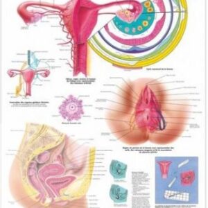 POSTER, FEMALE REPRODUCTIVE SYSTEM, French, 66cmx51cm