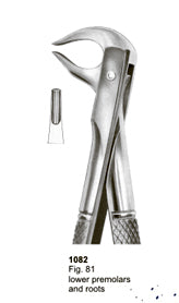 Extracting Forceps English Pattern Lower Third Premolar And Roots