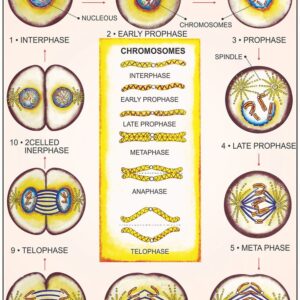 Cell & Tissues