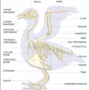Aves