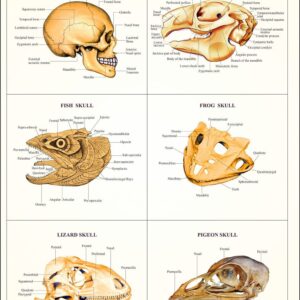 Comparative Study