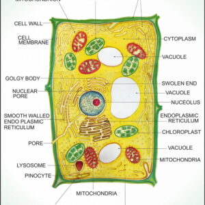 Angiosperms