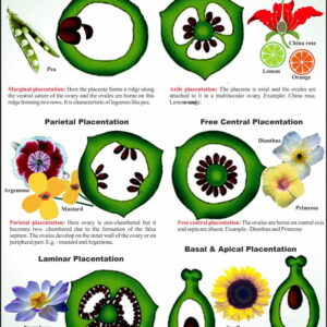 Flower & Embryology