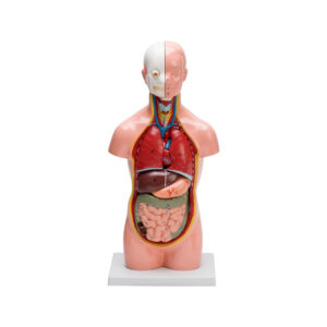 HUMAN TORSO SMALL (10 PART)